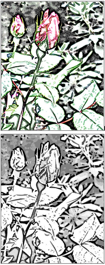 Garden Rose Buds - A free coloring page from TodaysArts.net with bold outlines and subtle shading that can help you create the perfect image.