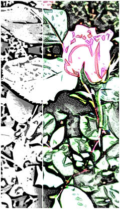 The Garden Rose - One of eight free garden flower coloring pages from TodaysArts.net