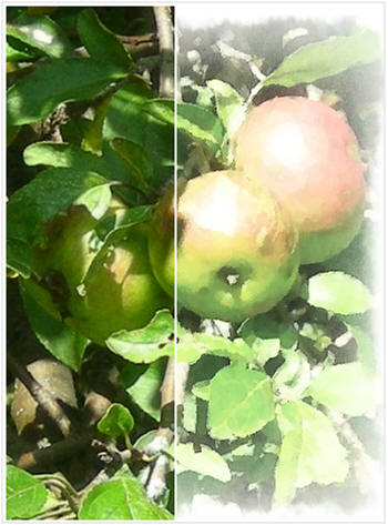 Create digital watercolor paintings from your photos. PhotoFunia.com's online app is easy, quick, fun and free.