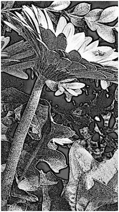 Backyard Flower Abstract Engraving - One of six, free 8x10 black and white wall art prints available today. Please repin this image or bookmark its page and check back often. New free prints are added all of the time.
