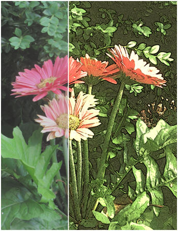 Create digital illustrations from your snapshots with PicMonkey's easy 1-2-3 guide.