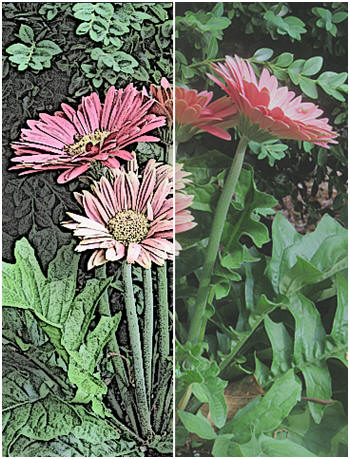 Here's an interesting effect for your photos. Use Ribbet.coms free online tools to transform any photo into an old-time tinted engraving.