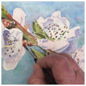 Free, step-by-step watercolor flower painting lessons by artist Dennis Clark