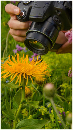 Learn how to take perfect photos of flowers and still life scenes. Here are some of the best free online tutorials by talented professional photographers.