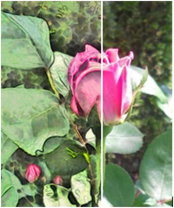 Learn how easy it is to transform any of your photos into digital illustrations with a free, one-click tool at PhotoFaceFun.com