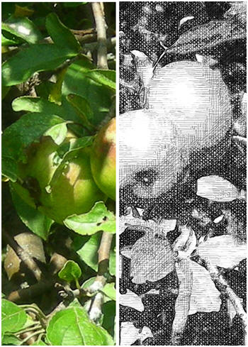 Convert Your Photos into Digital Pen and Ink Renderings for free with Foto Sketcher